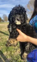 Arwen- F1b Micro Mini, a female Saint Berdoodle for sale in Holden, MO – Photo 3 of 10