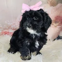 Arwen- F1b Micro Mini, a female Saint Berdoodle for sale in Holden, MO – Photo 9 of 10