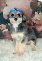 Rina F1 Micro Sheltiedoodle-Reduced, a female Shetland Sheepdog and Poodle - Miniature  for sale in Holden, MO – 3 of 8