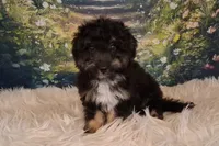 Rocky, a male Shetland Sheepdog and Poodle - Miniature  for sale in Holden, MO – 3 of 7