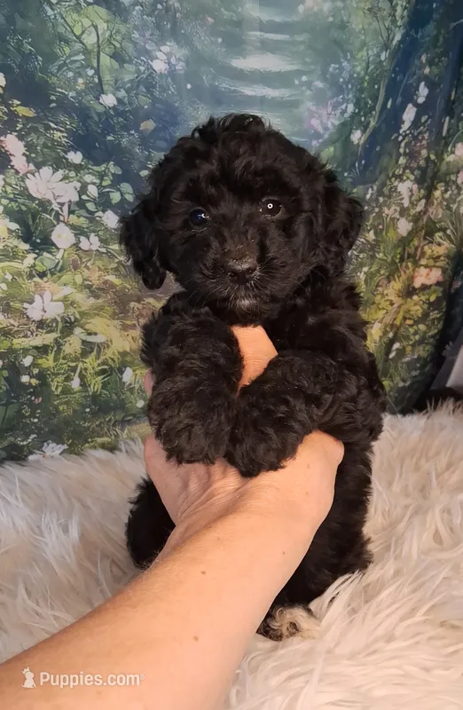 Yisabella – Double Doodle puppy for sale in Holden, MO