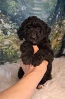 Yisabella, a female Double Doodle for sale in Holden, MO – 1 of 4