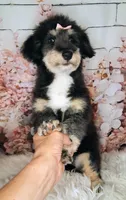 Paulette Micro F1 Sheltidoodle, a female Shetland Sheepdog and Poodle - Miniature  for sale in Holden, MO – 4 of 9