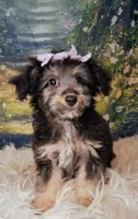 Rina, a female Shetland Sheepdog and Poodle - Miniature  for sale in Holden, MO – 6 of 7