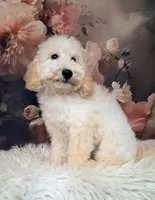 Yukon- Micro Double Doodle, a male Double Doodle for sale in Holden, MO – 5 of 8