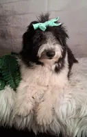 Whimsy💗Micro Sheltie X Poodle, a female Shetland Sheepdog for sale in Holden, MO – 4 of 10