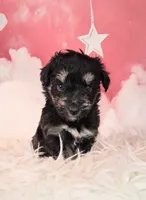 Penelope💗 Petite Sheltidoodle , a female Shetland Sheepdog and Poodle - Miniature  for sale in Holden, MO – 2 of 7