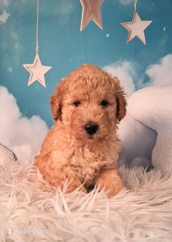 Maynard - Petite Double Doodle – Miniature Goldendoodle puppy for sale in Holden, MO