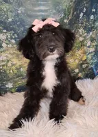 Dora - Micro Double Doodle- Financing, a female Double Doodle for sale in Holden, MO – 8 of 10