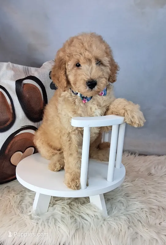 Maynard💚Petite Double Doodle – Miniature Goldendoodle puppy for sale in Holden, MO