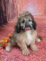 Stanley Manley💙Mini St Berdoodle , a male Saint Berdoodle for sale in Holden, MO – 8 of 9