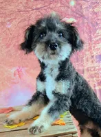 Rocky F1 Toy Sheltidoodle Sheltie x Poodle, a male Shetland Sheepdog and Poodle - Miniature  for sale in Holden, MO – 2 of 9