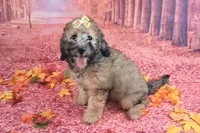 Stella Bella💗Mini Saint Berdoodle , a female Saint Berdoodle for sale in Holden, MO – 3 of 9