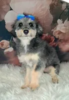 Rina F1 Micro Sheltiedoodle-Reduced, a female Shetland Sheepdog and Poodle - Miniature  for sale in Holden, MO – 5 of 8