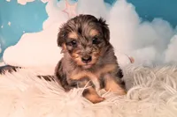 Perci💚 Petite Sheltidoodle , a male Shetland Sheepdog and Poodle - Miniature  for sale in Holden, MO – 5 of 8