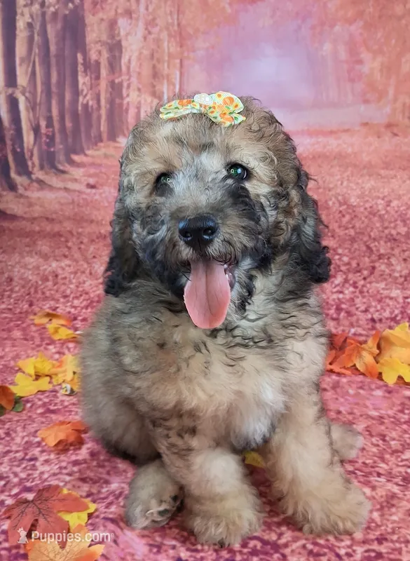 Stella Bella💗Mini Saint Berdoodle  – Saint Berdoodle puppy for sale in Holden, MO