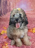 Stella Bella💗Mini Saint Berdoodle , a female Saint Berdoodle for sale in Holden, MO – 1 of 9