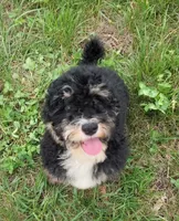 Frodo F1b Mini Saint Berdoodle, a male Saint Berdoodle for sale in Holden, MO – 2 of 4