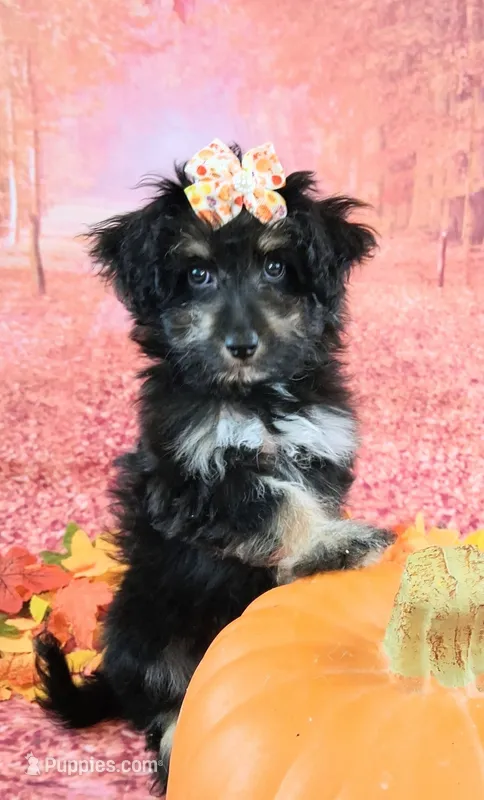 Penelope💗 Petite Sheltidoodle  – Shetland Sheepdog, Poodle - Miniature  puppy for sale in Holden, MO