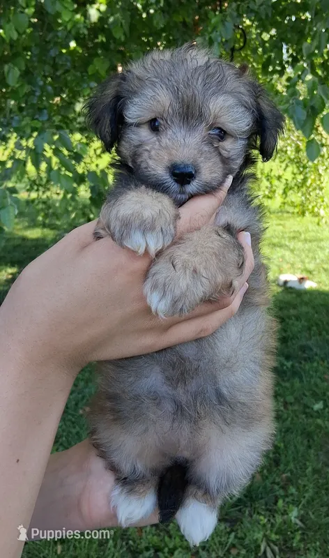 Whisper Micro Sheltidoodle  – Shetland Sheepdog, Poodle - Miniature  puppy for sale in Holden, MO