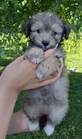 Whisper Micro Sheltidoodle , a female Shetland Sheepdog and Poodle - Miniature  for sale in Holden, MO – 1 of 2