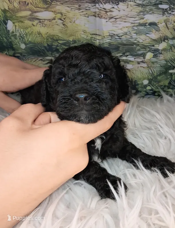 Murray – Miniature Goldendoodle puppy for sale in Holden, MO