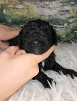 Murray - Petite Double Doodle, a male Miniature Goldendoodle for sale in Holden, MO – 1 of 3