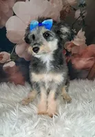 Rina F1 Micro Sheltiedoodle-Reduced, a female Shetland Sheepdog and Poodle - Miniature  for sale in Holden, MO – 4 of 8