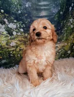 Yvonne - Micro Double Doodle, a female Double Doodle for sale in Holden, MO – 6 of 6