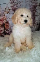 Yukon- Micro Double Doodle, a male Double Doodle for sale in Holden, MO – 2 of 3