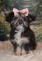 Raya, a female Shetland Sheepdog and Poodle - Miniature  for sale in Holden, MO – 2 of 6