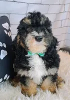 Frodo F1b Mini, a male Saint Berdoodle for sale in Holden, MO – Photo 2 of 10