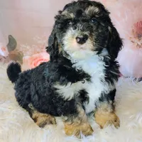 Frodo F1b Mini, a male Saint Berdoodle for sale in Holden, MO – Photo 5 of 6