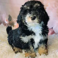 Frodo F1b Mini, a male Saint Berdoodle for sale in Holden, MO – Photo 3 of 6