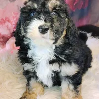 Frodo F1b Mini, a male Saint Berdoodle for sale in Holden, MO – Photo 4 of 6