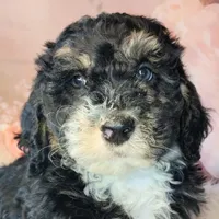 Frodo F1b Mini, a male Saint Berdoodle for sale in Holden, MO – Photo 1 of 6