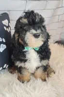 Frodo F1b Mini, a male Saint Berdoodle for sale in Holden, MO – Photo 4 of 10