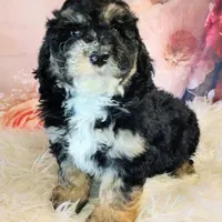 Frodo F1b Mini, a male Saint Berdoodle for sale in Holden, MO – Photo 6 of 6
