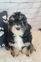 Frodo F1b Mini, a male Saint Berdoodle for sale in Holden, MO – Photo 3 of 10