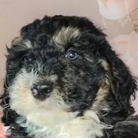 Frodo F1b Mini, a male Saint Berdoodle for sale in Holden, MO – Photo 2 of 6