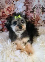 Rina F1 Micro Sheltiedoodle , a female Shetland Sheepdog and Poodle - Miniature  for sale in Holden, MO – 2 of 4