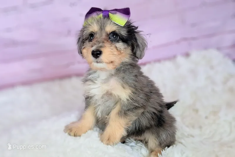 Paisley💜Petite Sheltidoodle  – Shetland Sheepdog, Poodle - Miniature  puppy for sale in Holden, MO