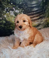 Yvonne - Micro Double Doodle, a female Double Doodle for sale in Holden, MO – 1 of 6