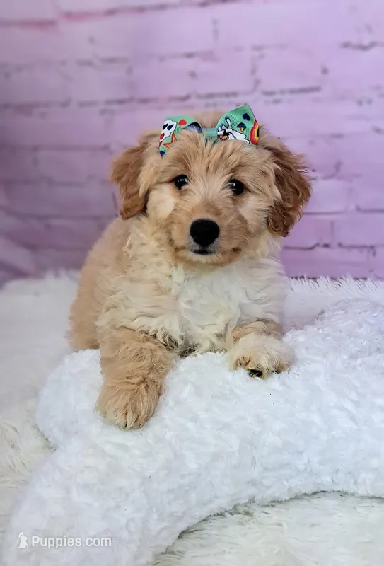 Mia💗Petite Double Doodle – Miniature Goldendoodle puppy for sale in Holden, MO