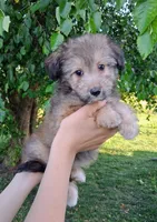 Whisper Toy Sheltidoodle , a female Shetland Sheepdog and Poodle - Miniature  for sale in Holden, MO – 7 of 7