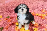 Poncho❤️Petite Sheltidoodle , a male Shetland Sheepdog and Poodle - Miniature  for sale in Holden, MO – 5 of 8