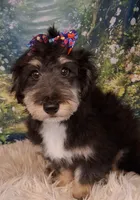 Paulette Micro Sheltidoodle, a female Shetland Sheepdog and Poodle - Miniature  for sale in Holden, MO – 3 of 8