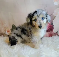 Gaston, a male Shetland Sheepdog and Poodle - Miniature  for sale in Holden, MO – Photo 4 of 5