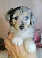 Gaston, a male Shetland Sheepdog and Poodle - Miniature  for sale in Holden, MO – Photo 5 of 5