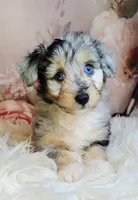 Gaston, a male Shetland Sheepdog and Poodle - Miniature  for sale in Holden, MO – Photo 3 of 5